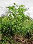 3 yrs Kembang Semangkok